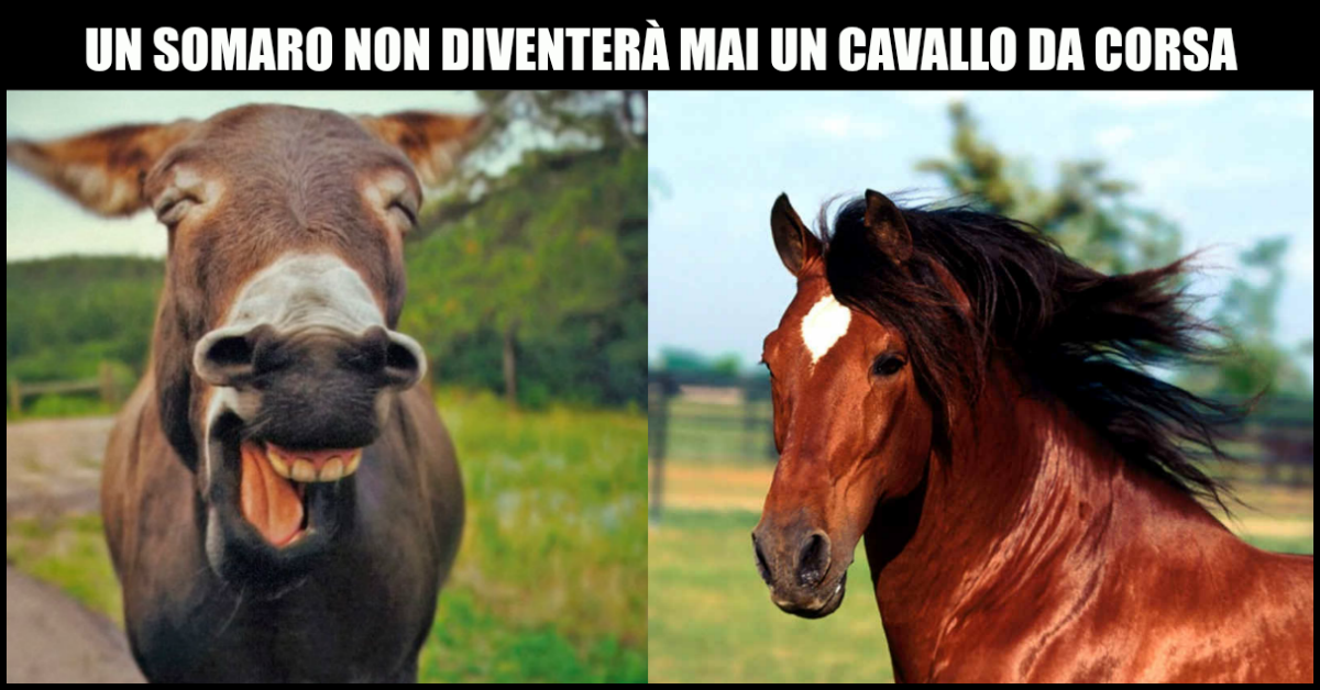 Somaro o cavallo